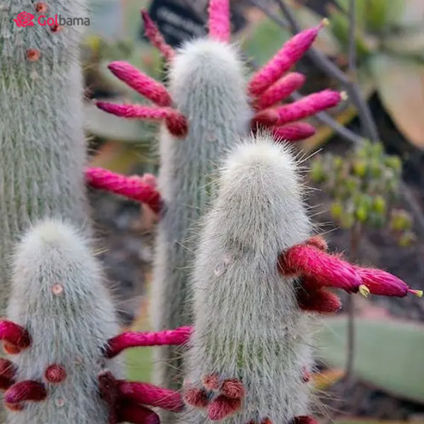انواعِ کاکتوس گلدار: کاکتوس مشعل نقره‌ای (Silver Torch Cactus)