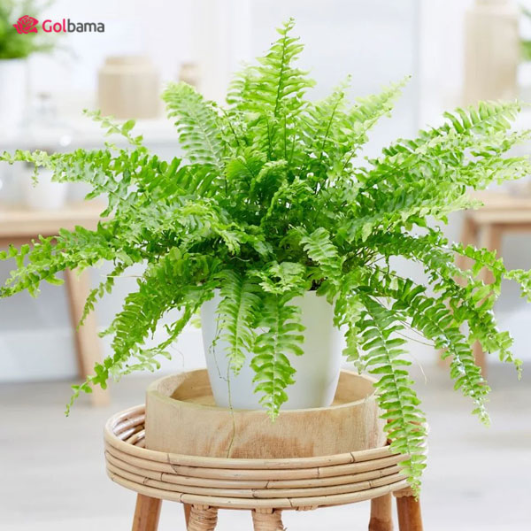 سرخس یکی از گیاهان آپارتمانی تصفیه کننده هوا