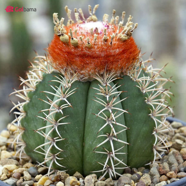 انواعِ کاکتوس گلدار: کاکتوس کوتوله‌ی کلاه ترکی (Dwarf Turk’s Cap Cactus)