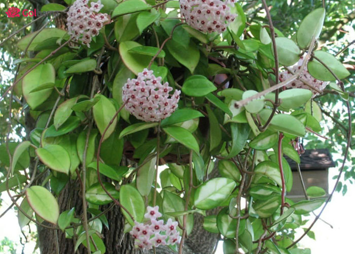 انواع ساکولنت آویزان : هویا کورنوزا (Hoya carnosa)