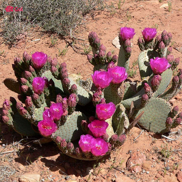 انواع کاکتوسِ گلدار:کاکتوس بیورتیل (Beavertail Cactus)