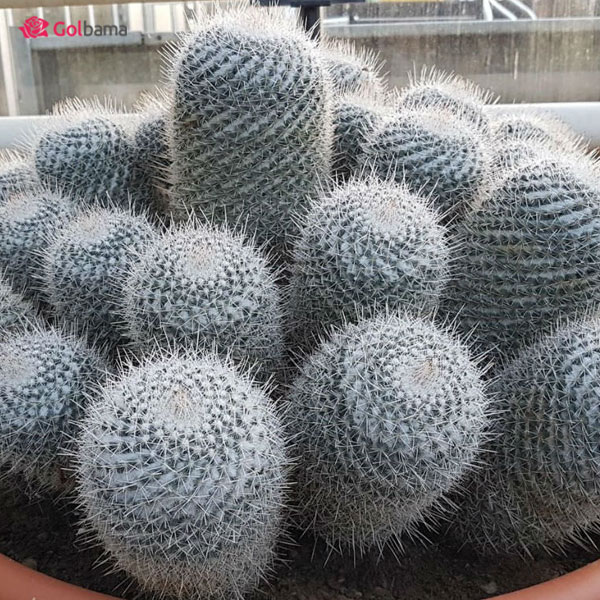 Crested Twin Spined Cactus
