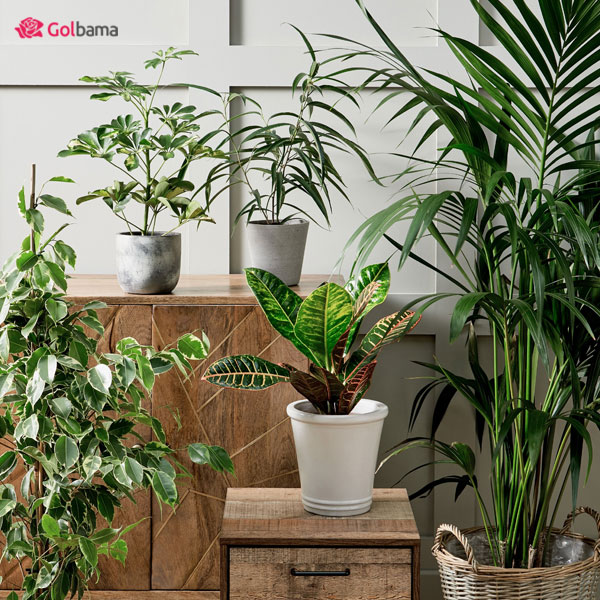 اهمیت گیاهان آپارتمانی تصفیه کننده هوا