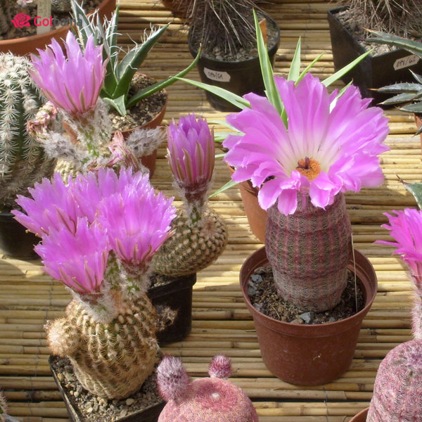 کاکتوس‌های گران قیمت: کاکتوس خارپشت رنگین‌کمانی (Rainbow Hedgehog Cactus)