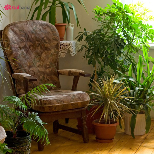 انواع گیاهان آپارتمانی تصفیه کننده هوا