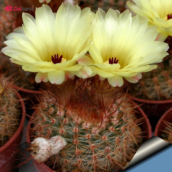 انواع کاکتوسِ گلدار:کاکتوس شلوسر (Schlosser Cactus)