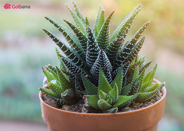 انواع ساکولنت : هاورتیا فاسیاتا (Haworthia Fasciata)