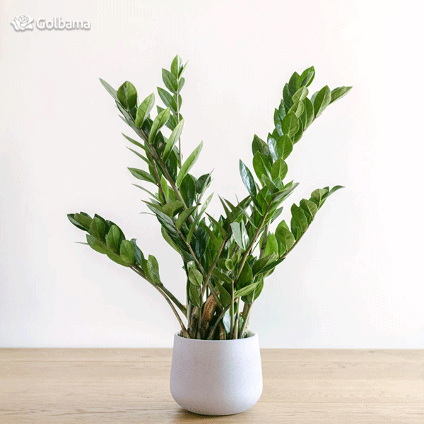 نگهداری از گیاه زاموفیلیا: دمای مناسب این گیاه
