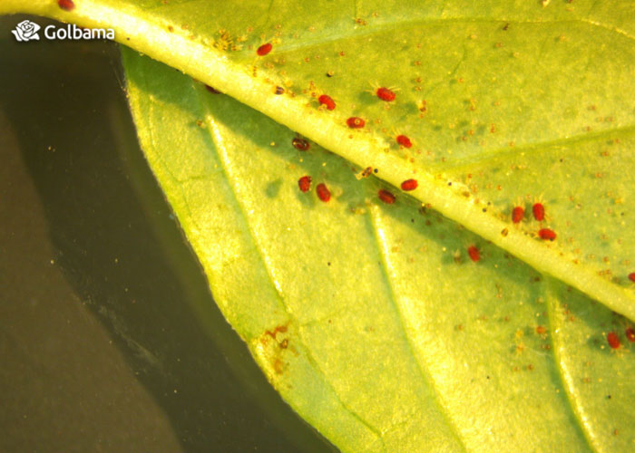 راه‌های مبارزه با کنه تار عنکبوتی در گیاهان آپارتمانی