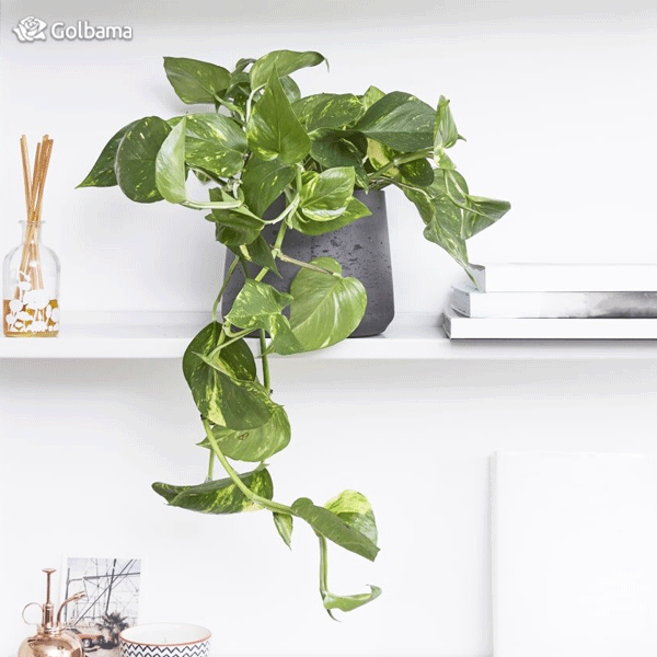 نگهداری از گیاه پتوس در آپارتمان