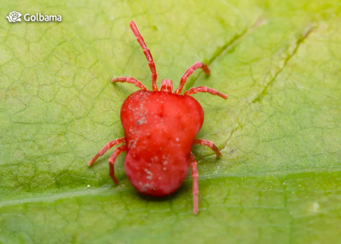 راه‌های مبارزه با آفت کنه تار عنکبوتی: 3. اسپری کنه‌کش‌های مبتنی بر گیاه