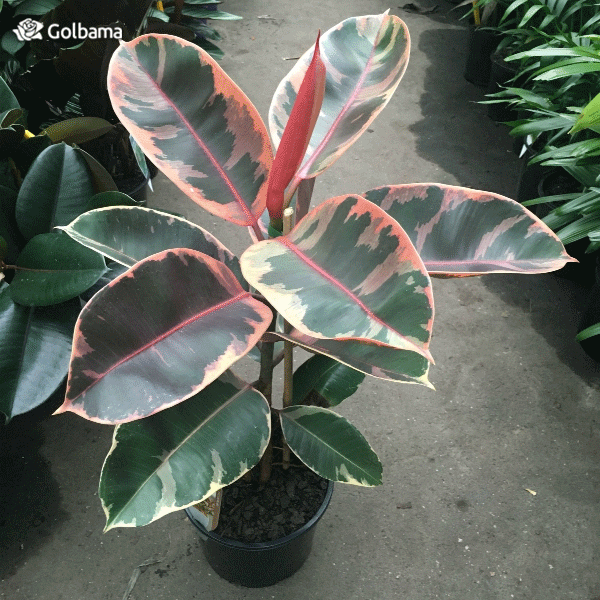 نگهداری از گیاه فیکوس الاستیکا سه رنگ (Tricolor)