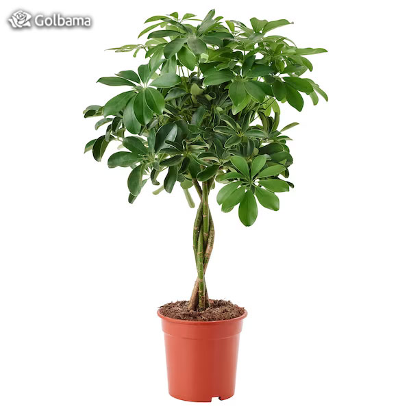 نگهداری از گیاه شفلرا اربوریکولا Schefflera arboricola