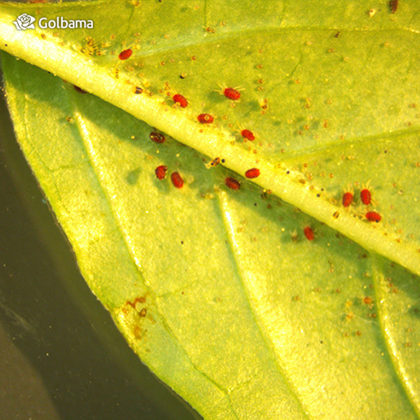 مشکلات احتمالی حین نگهداری از گیاه دراسنا: آفت کنه تار عنکبوتی
