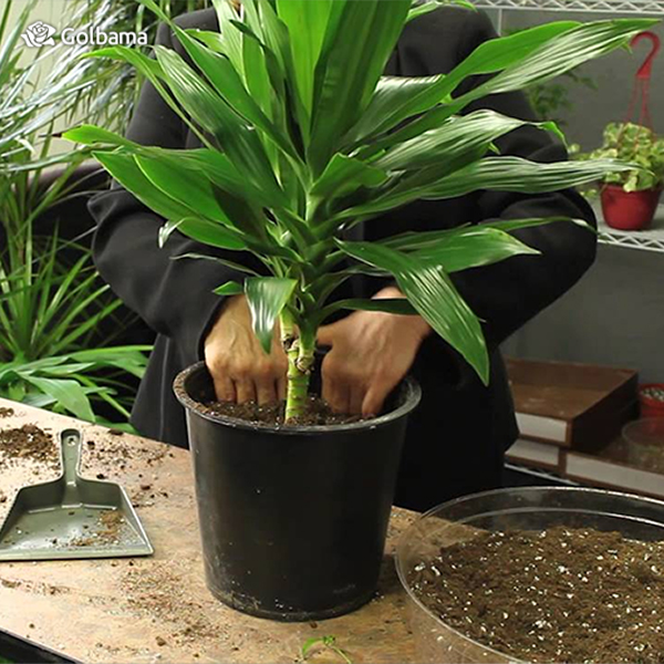 نگهداری از گیاه دراسنا: کوددهی این گیاه