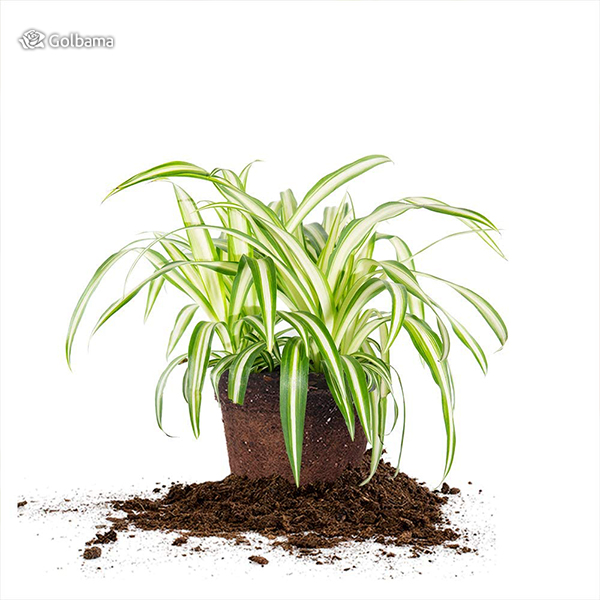 نگهداری از گیاه گل گندمی: 5. خاک مورد نیاز گل گندمی
