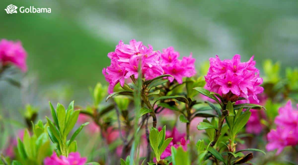 گل آلپنروز گیاهی همیشه سبز و با خوشه‌های خوش رنگ گل