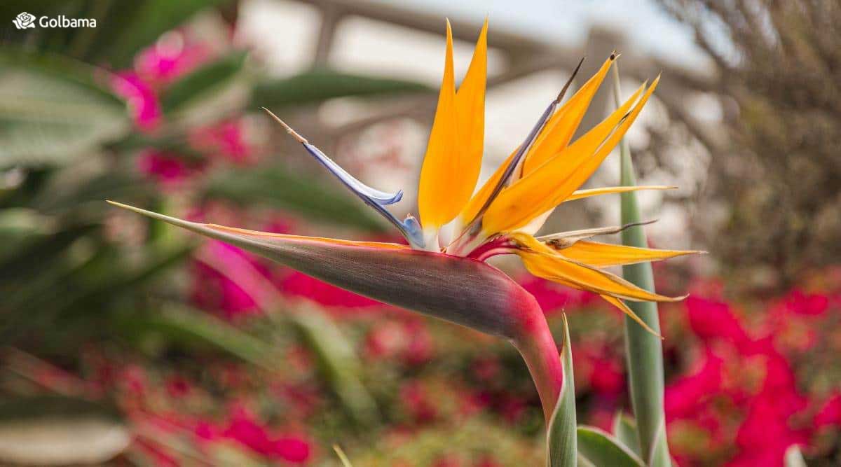 گل استرلیتزیا که بنام گل پرنده بهشتی نیز معروف است