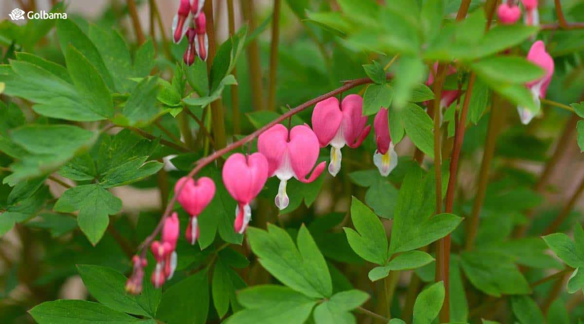 گل قلب خونین فقط به مدت 4 الی 6 هفته در اواخر بهار شکوفه می‌زند
