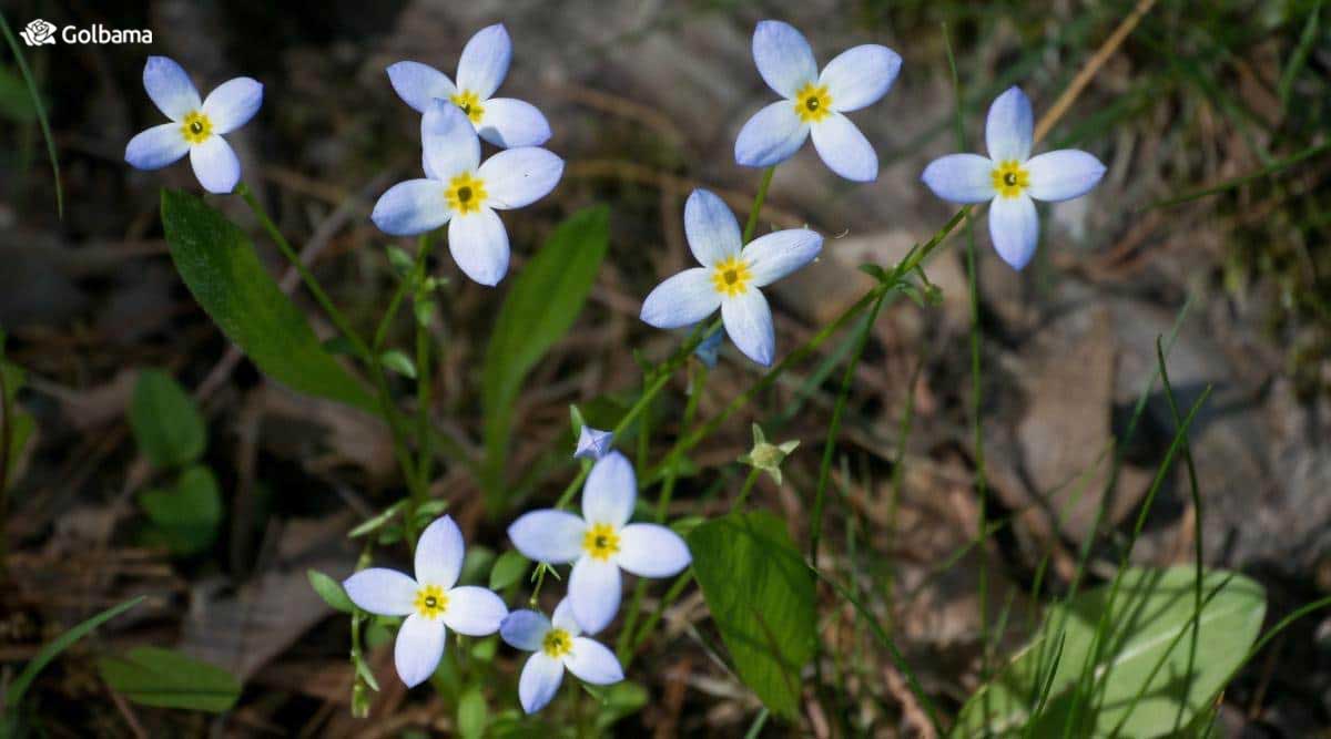 گل Blute گیاهی دو رنگ است نوک گلبرگ آبی و سمت نزدیک مرکز سفیدبا مرکز زرد