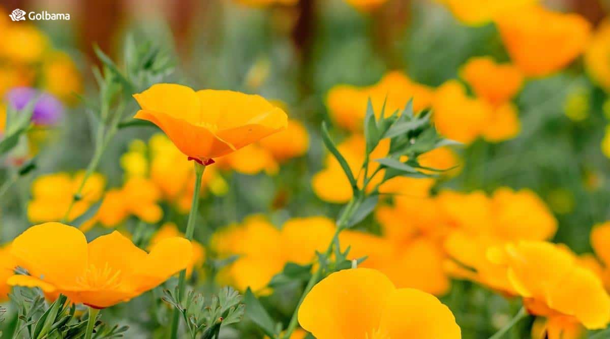 گل شقایق کالیفرنیایی به آرامی رشد می‌کند و یک گل ابریشمی تکی یا گل دوتایی بر روی یک ساقه نمایش می‌دهد
