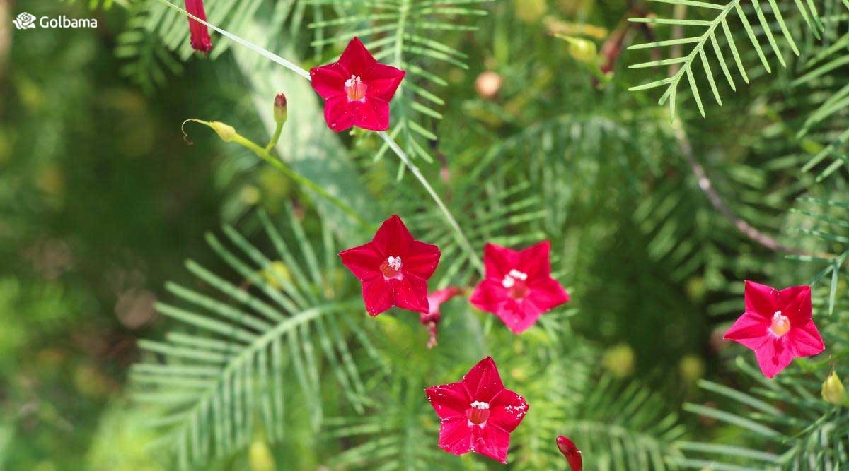 گل سرو تاک، گل‌های ستاره‌ای شکل خوش رنگی دارد که عرض آن حدود سه سانتی‌متر است.
