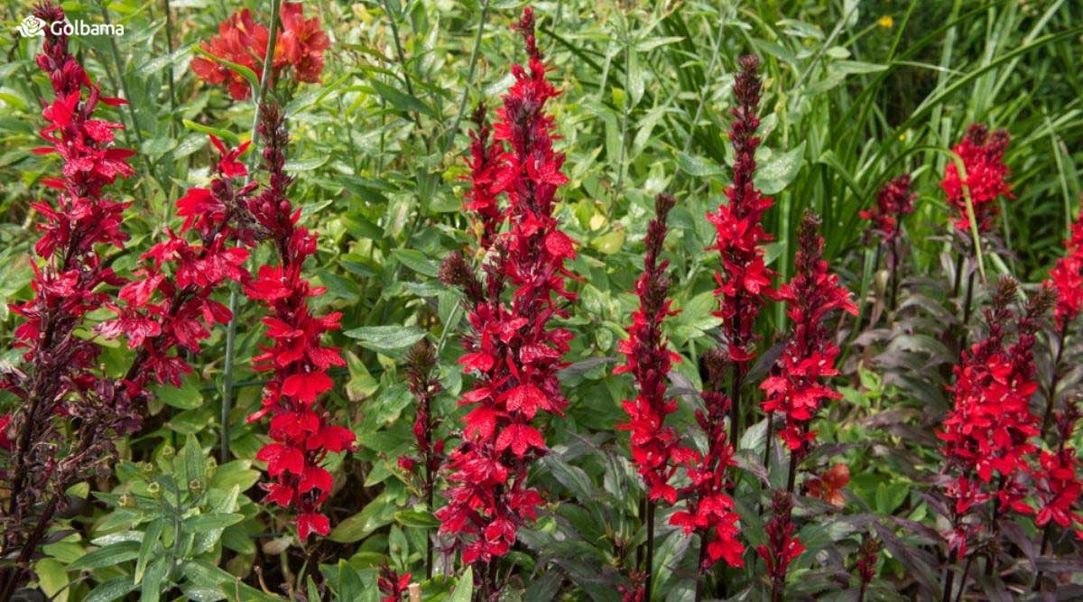 گیاه کاردینال گیاهی چند ساله است و خوشه‌های گل آن پر از شکوفه‌های دو لبی قرمز