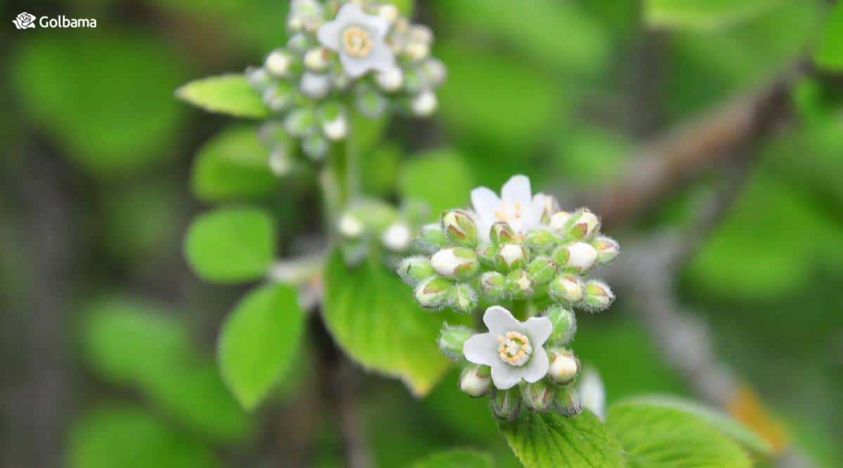 گل جیمزیا با گل‌های مومی شکل سفید و صورتی که عطر بهار دارند