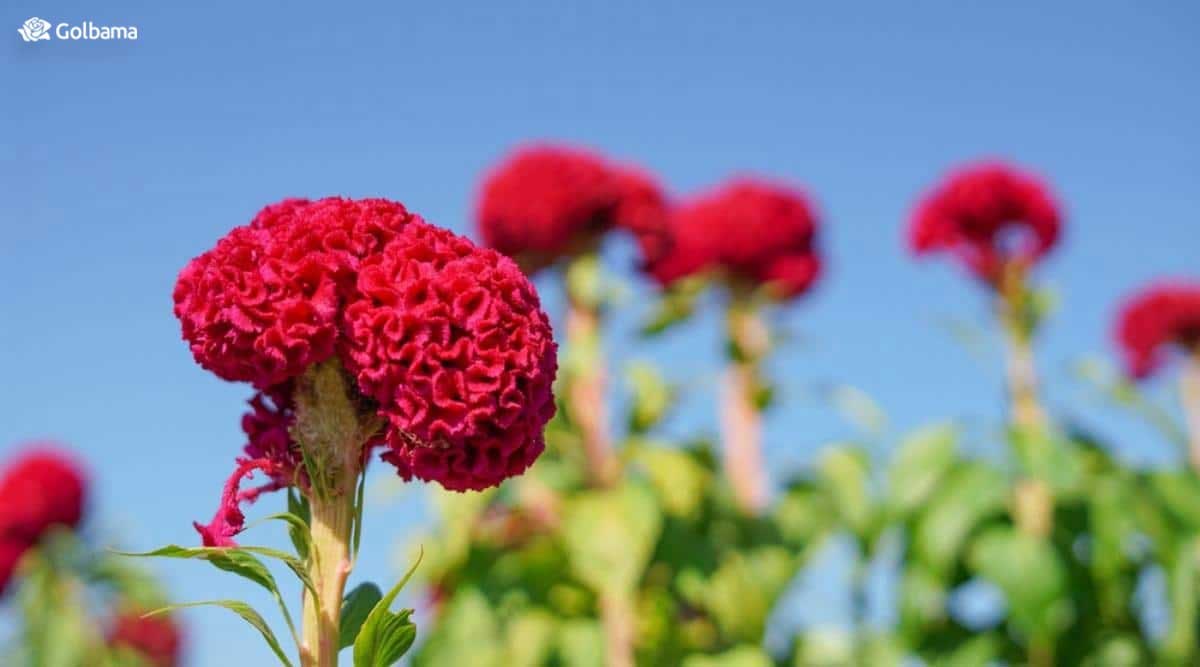 گل تاج خروسی گلی زیبا با رنگ‌های گرم مثل قرمز، زرد، نارنجی و گاهی هم سفید