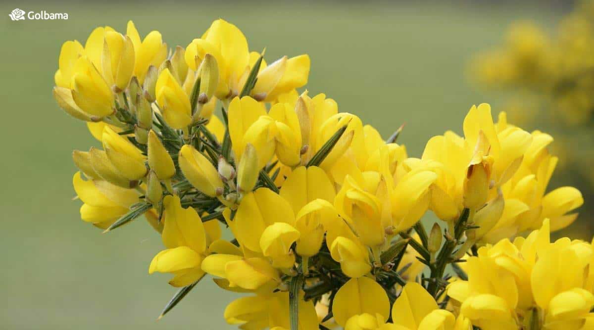 گل اولکس یک درختچه همیشه سبز است که گل‌های زرد کوچک فراوانی بر روی آن می‌روید.