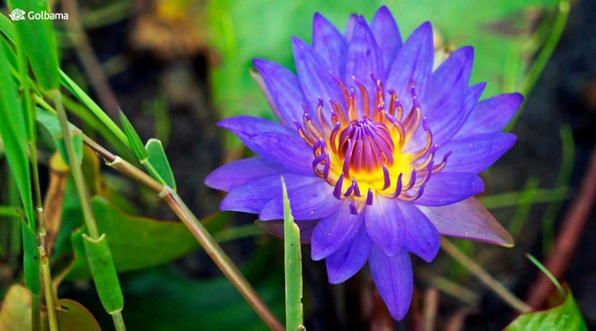 گل نیلوفر آبی یکی از زیباترین گیاهان لیست 301 گل است