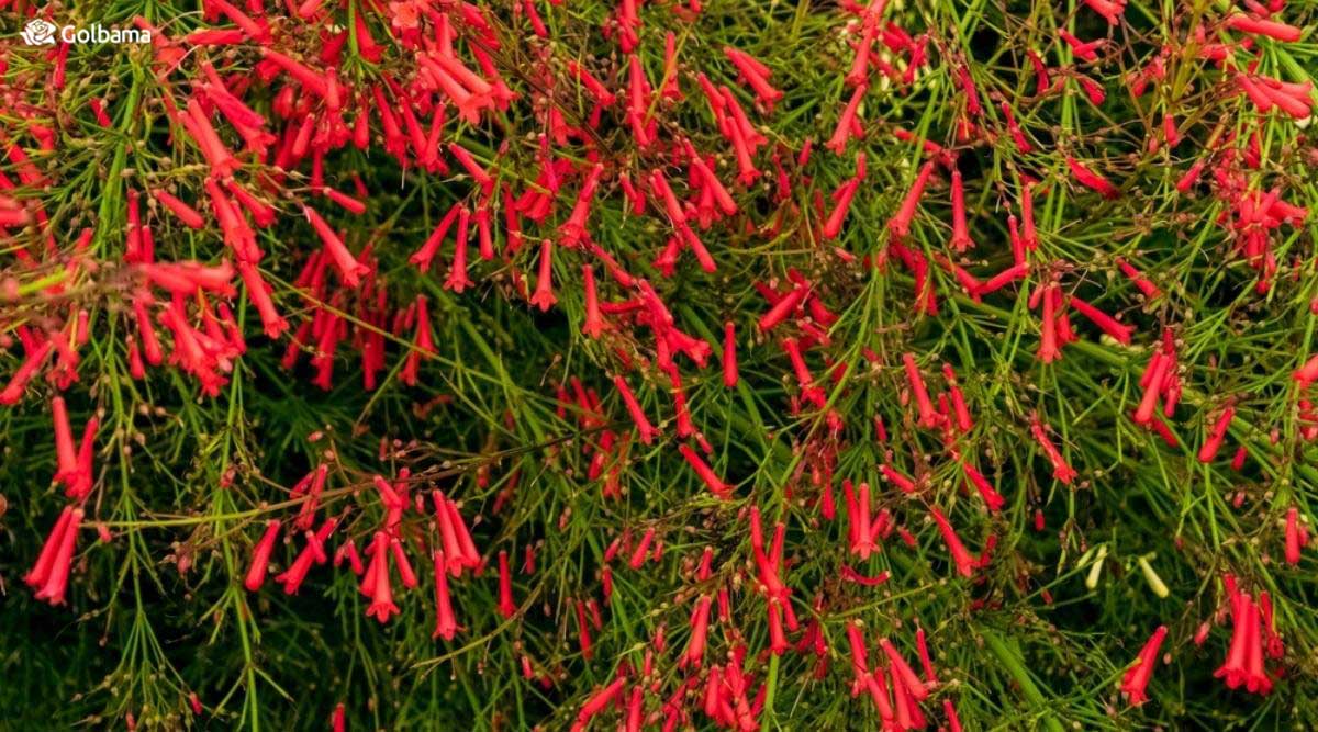 گیاه فشفشه با گل‌های شیپوری سرخ رنگ