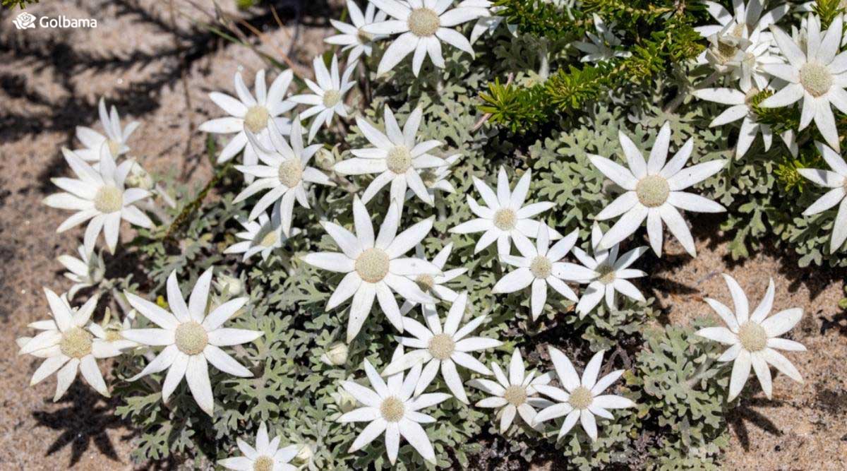 گل فلانل بومی استرالیا