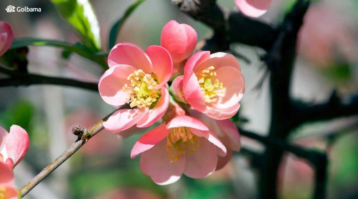 گل به ژاپنی درختچه‌ای برگریز