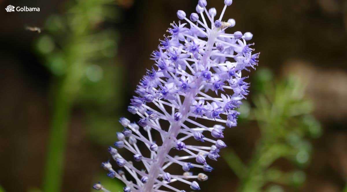 گل نجم آبی یک گیاه چند ساله پیازی کمیاب