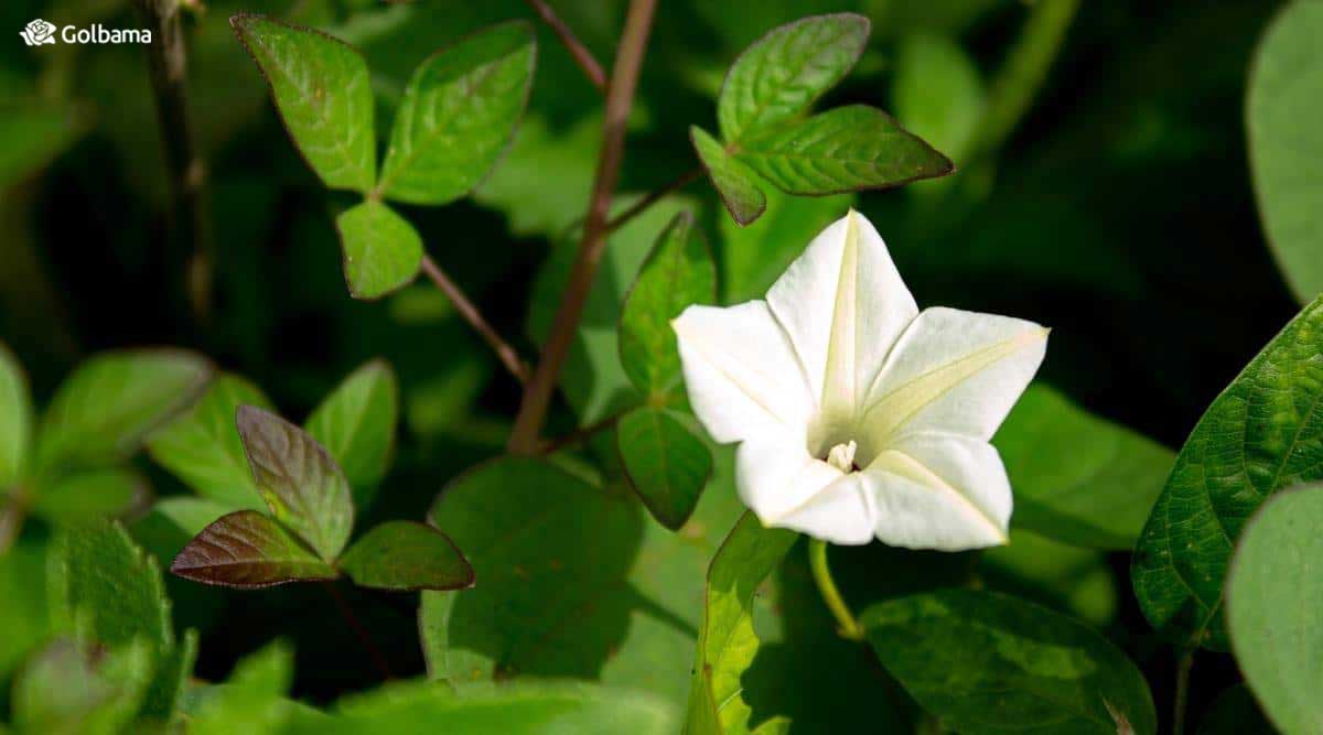 گُل نیلوفر سفید گلی عطری است