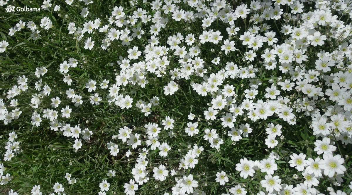 گل برف با گل‌های سفید ستاره‌ای شکل باغ شما را پر گل می‌کند