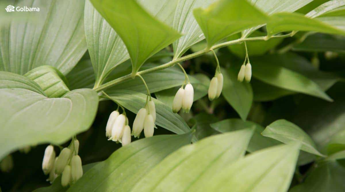 گل مهر سلیمان گیاهی چند ساله است.
