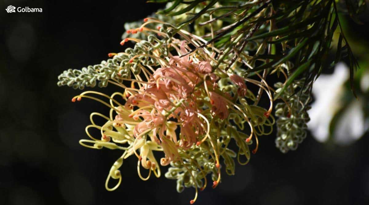 گل عنکبوت گرویلیا در رنگ‌های متنوع و به مدت طولانی دوام می‌آورند.