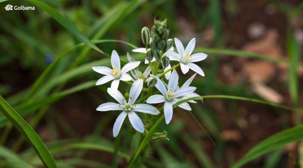گل ستاره بیت الحم معمولا عاری از بیماری و آفات است