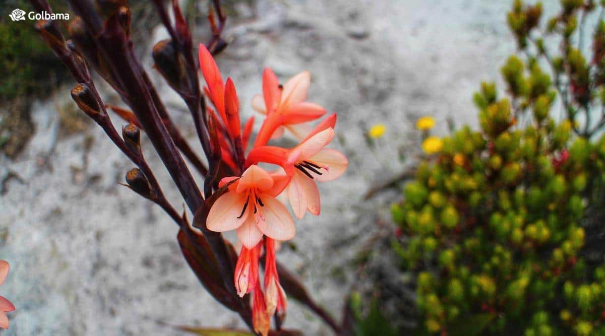گل واتسونیا با ساقه‌های بنفش رنگ و شکوفه‌های صورتی پاستلی