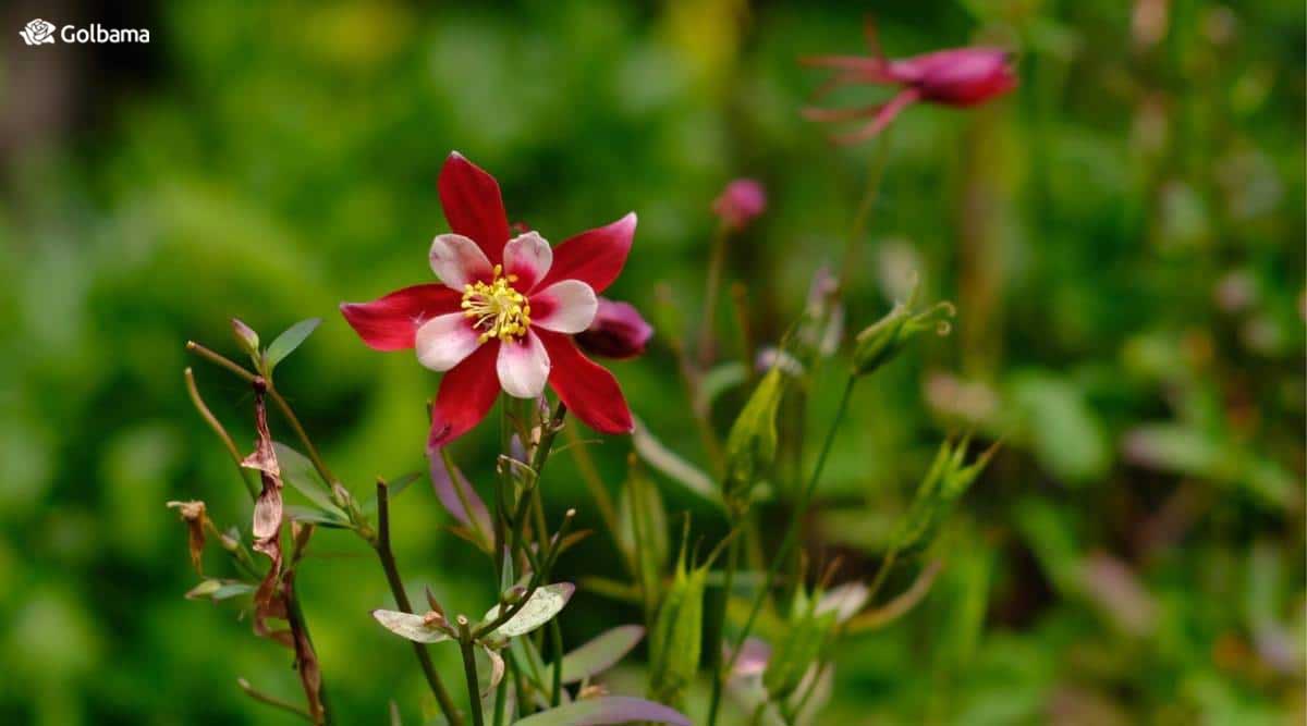 گل تاج الملوک گیاهی مجلل برای نگهدری در باغ و گلدان