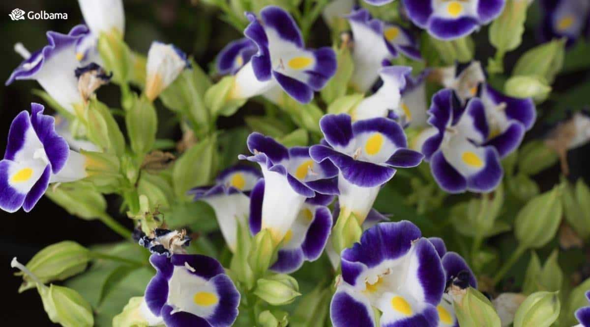 گل تورنیا با گل‌های شیپوری شکل با لبه‌های آبی