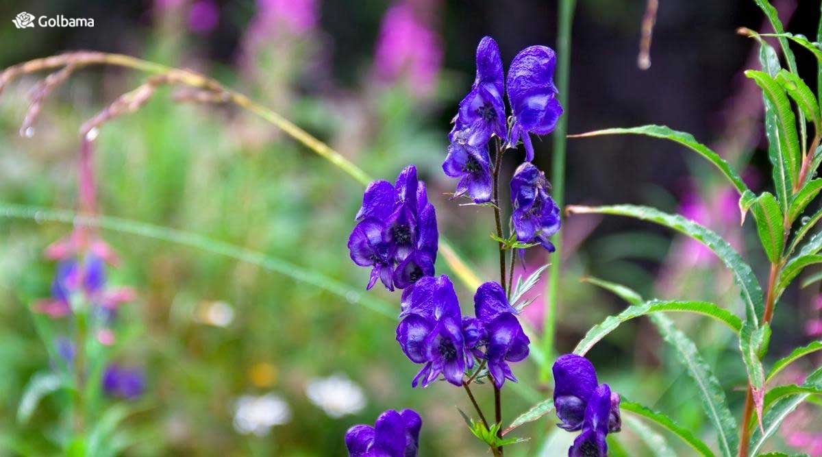 گل آقونیطون با خوشه‌هایی از گل های آبی تیره