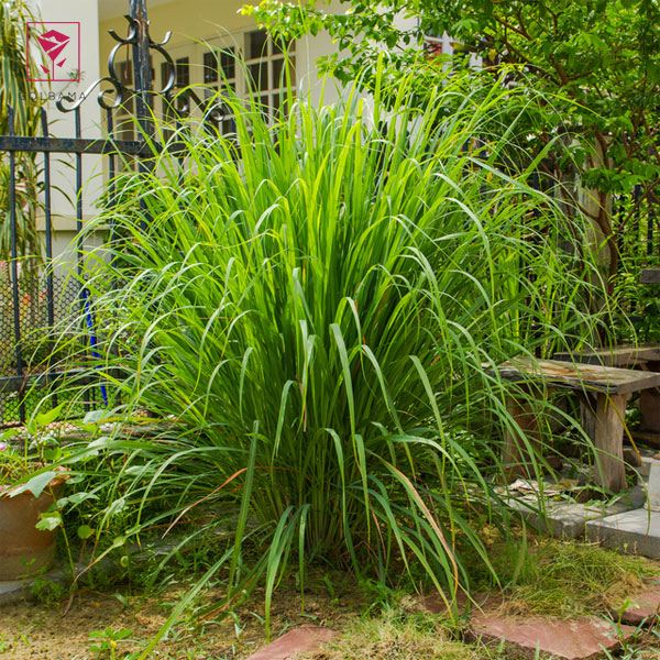 گیاه سیترونلا: گیاهان آپارتمانی دفع کننده پشه ها 