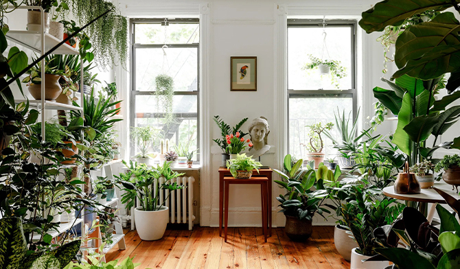 گیاهان آپارتمانی برای استرس