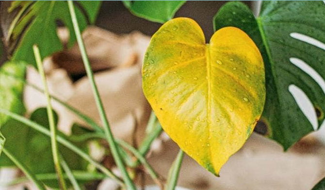 چرا گیاهان آپارتمانی زرد می‌شوند: بررسی دلایل زرد شدن برگ‌ها + عکس