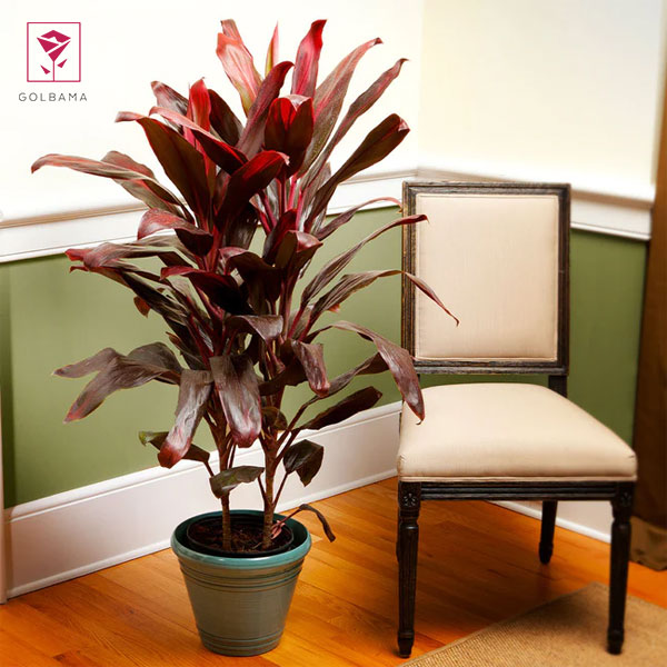 گیاهان آپارتمانی آفتاب دوست: 16. گیاه کردیلین (Cordyline minalis)