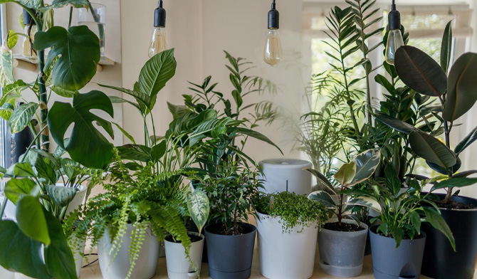 گیاهان آپارتمانی سمی