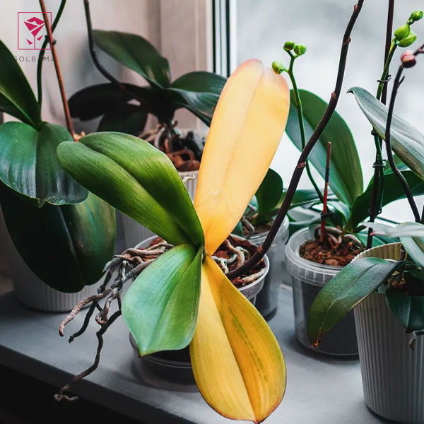 زهکشی ضعیف یا آبیاری نامناسب: چرا گیاهان آپارتمانی زرد می‌شوند‌ 